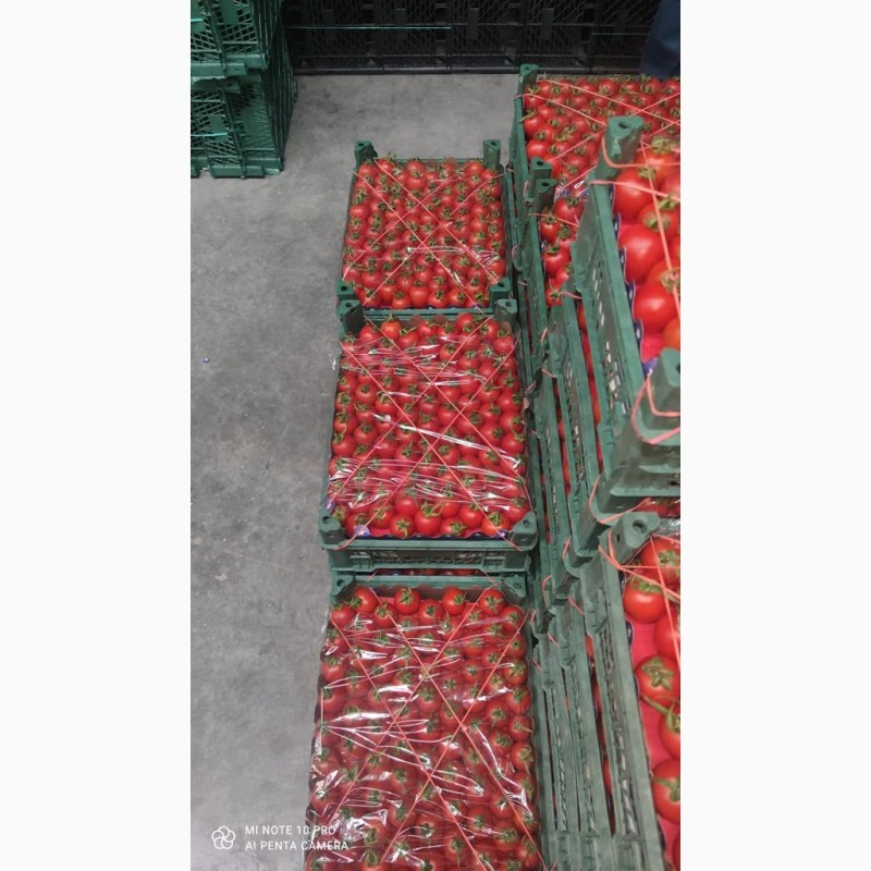 Фото 2. Продам томати гарної якості