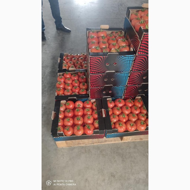 Фото 4. Продам томати гарної якості