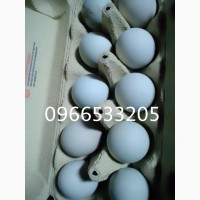 Продам інкубаційні яйця курей породи Синь синь дянь