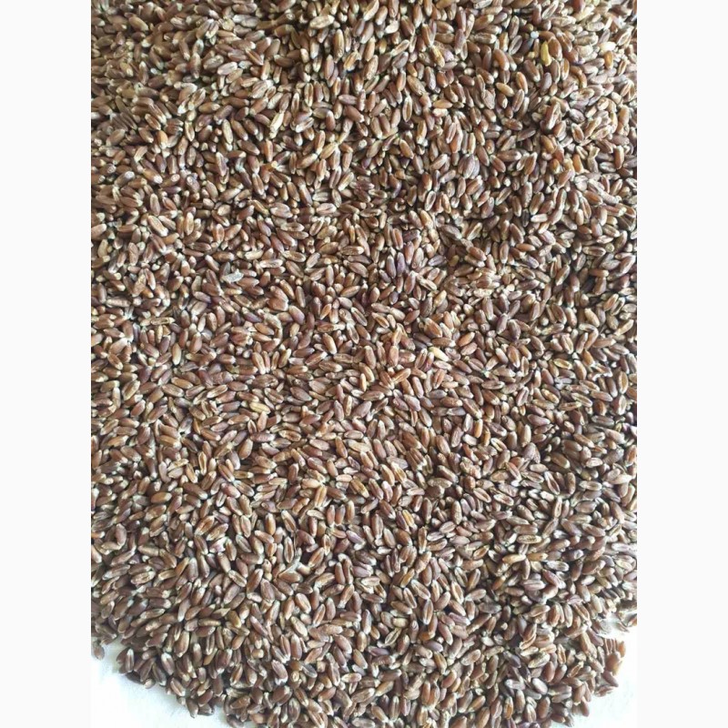 Фото 2. Продам насіння чорної пшениці семена черной пшеницы