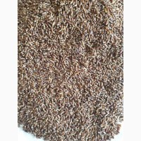 Продам насіння чорної пшениці семена черной пшеницы