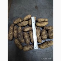 Продамо картоплю Гранада 1000т
