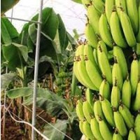 Куплю банани зелені, газіровані від 20 тон