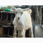 Зааненских коз продаем