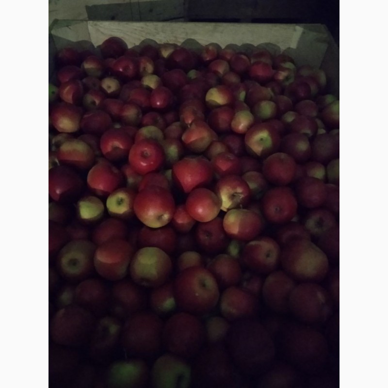 Фото 3. Продам яблука опт