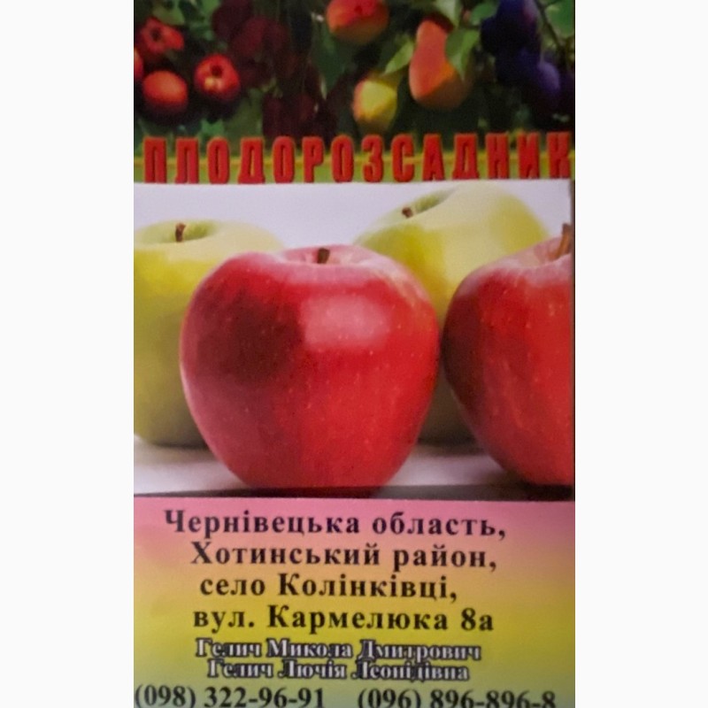 Фото 4. Продам яблука опт