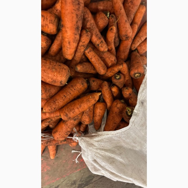 Фото 5. Продам моркву