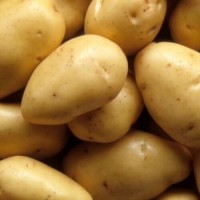 Продаж оптом картоплі у Вінниці
