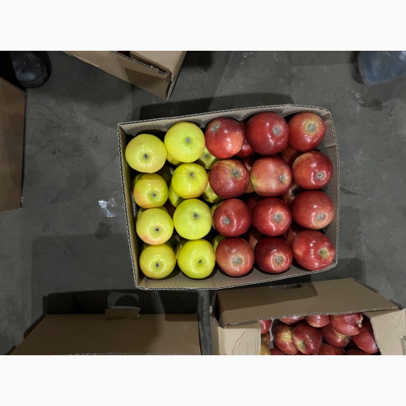Фото 5. Продаж товарного яблука оптом різних зимових сортів