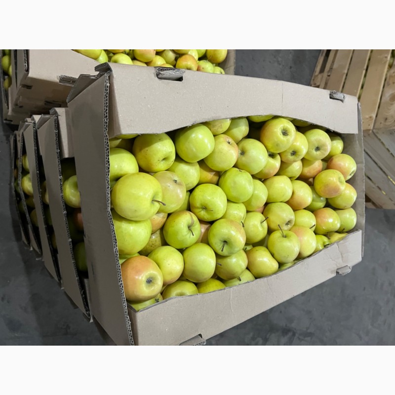 Фото 6. Продаж товарного яблука оптом різних зимових сортів