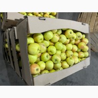 Продаж товарного яблука оптом різних зимових сортів
