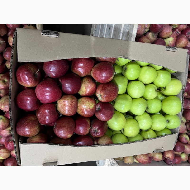 Фото 7. Продаж товарного яблука оптом різних зимових сортів