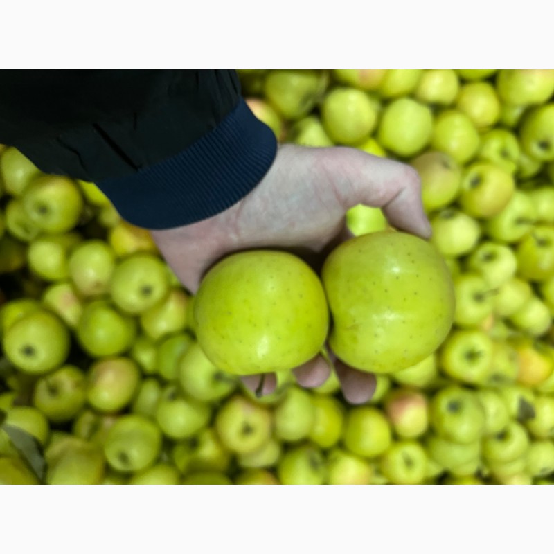Фото 8. Продаж товарного яблука оптом різних зимових сортів
