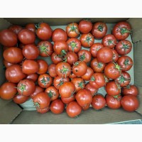 Продам томат на переробку