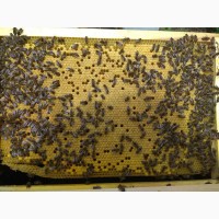 Продаж бджолопакетів КАРНІКА