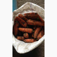 Продам товарную морковь Абака