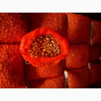 Голландська саджанка цибуля, севок, тиканка насіння цибулі
