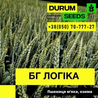 Насіння пшениці. BG Logika / БГ Логіка