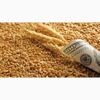 Купуємо Зерно(Кукурудза, Пшениця 2, 3, 4кл., Ячмінь, Соя)