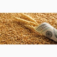 Купуємо Зерно(Кукурудза, Пшениця 2, 3, 4кл., Ячмінь, Соя)