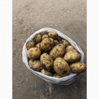 Продам картоплю різних сортів оптом