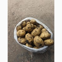 Продам картоплю різних сортів оптом