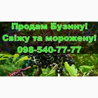 Продам Бузину свіжу та морожену