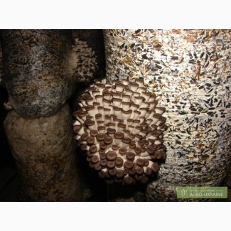 Мицелий вешенка шиитаке грибные блоки грибы Полтава