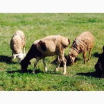Продам овец гиссарской и эдильбаевской породы