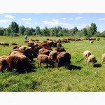 Продам овец гиссарской и эдильбаевской породы