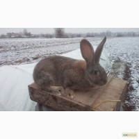 Кролики білий панон, білий велетень, полтавське срібло, сірий велетень