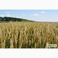 Семена озимой пшеницы, оригинатор Сеглен Чехия, сорт Богемия