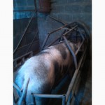 Продам станок для опороса и содержания свиноматки