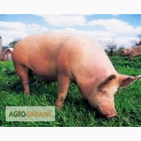 БМВД Финиш 12% для свиней ( 60-115 кг) ПРЕМИУМ линия Фидлайн