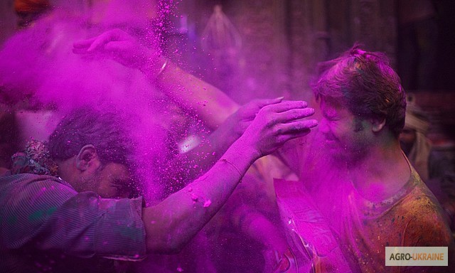 Фото 4. Фарба Холі (Гулал), Фіолетова, суха порошкова фарба для фествиалів, флешмобів