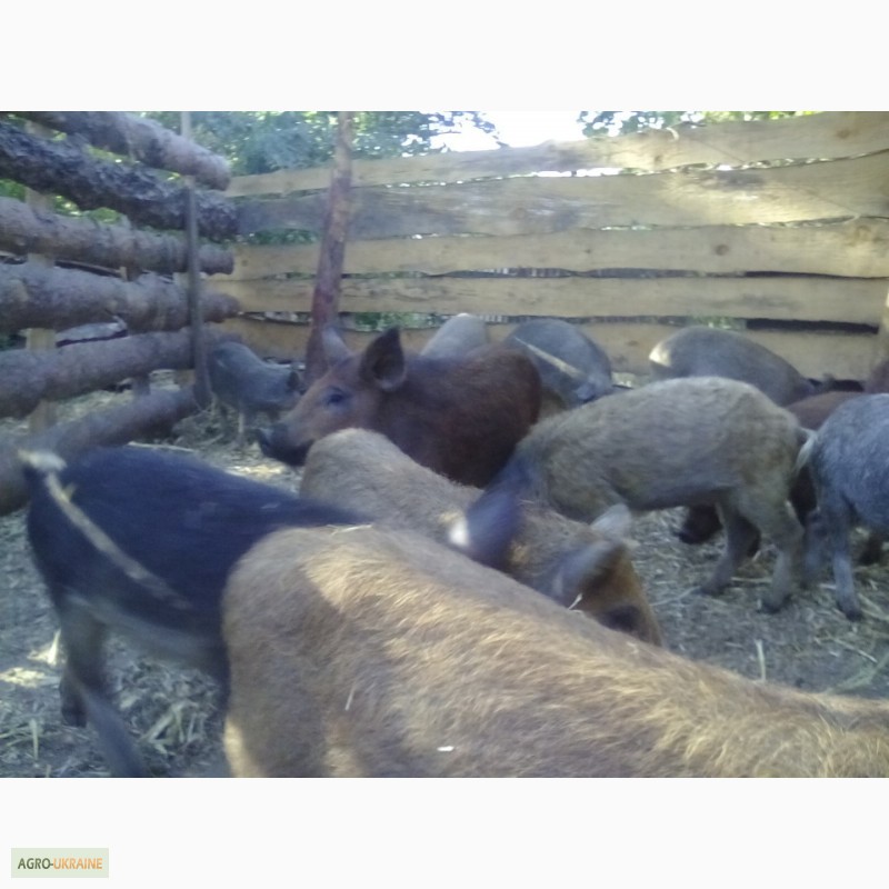 Фото 2. Поросята, свинки, венгерская монгалица, поросята мангалица, мангал