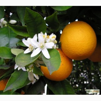 Растаможим апельсины