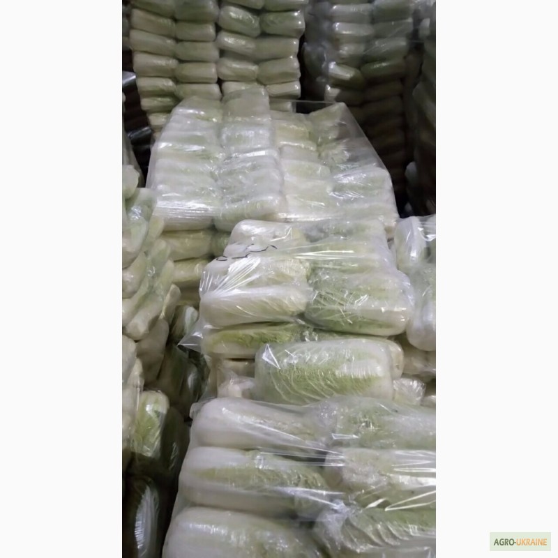 Фото 3. Продам капусту пекинскую - оптом, на экспорт