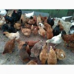 Продам инкубационные яйца домашних кур, смешанных мясояичных пород