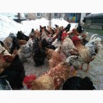 Продам инкубационные яйца домашних кур, смешанных мясояичных пород