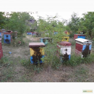 Пчелы Пчелопакеты