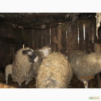 Продам вівці, порода Романівська