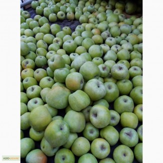 Продам яблука без парші, не градобойні, хорошої якості.Сорта:семеринка, флоріна, ліза, айдарет