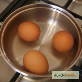 Фото 2. Продам яйцо куриное оптом от преизводителя
