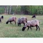 Породам овец Романовской породы