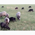 Породам овец Романовской породы
