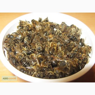 Продам высококачественный пчелиный майский подмор