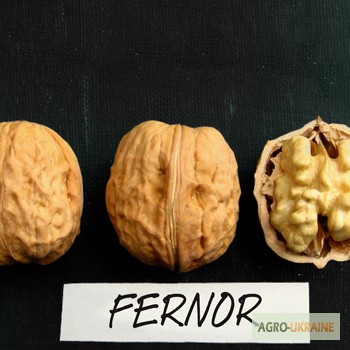 Фото 3. Саженцы грецкого ореха FERNOR
