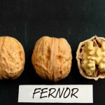 Саженцы грецкого ореха FERNOR