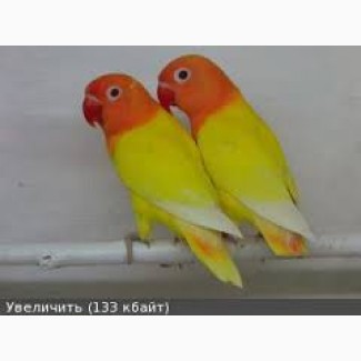 Продам молодняк фазанов декоративных и попугаев